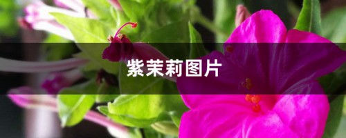 紫茉莉图片