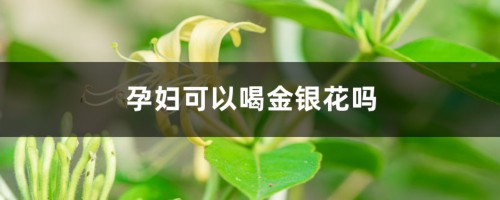 孕妇可以喝金银花吗，婴儿可以喝金银花水吗