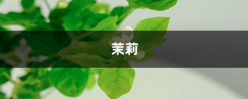 茉莉长寿…抓紧狠心剪，再晚几天花都不开了！