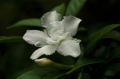 狗牙花的虫害及防治方法