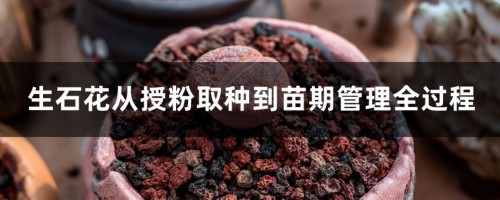 生石花从授粉取种到苗期管理全过程