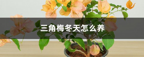 三角梅冬天怎么养